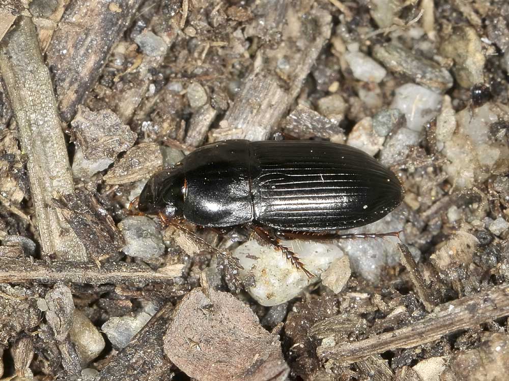 Amara?  No, Harpalus cfr. anxius